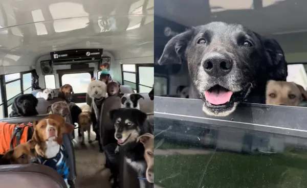 每天載26隻狗狗開心出遊　女打造「狗狗巴士」爆紅：最棒工作。（圖／翻攝自TikTok／k9konvoy）
