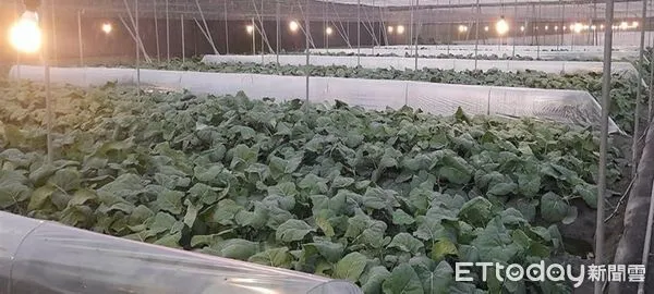 ▲屏東縣政府籲農友防範寒害             。（圖／記者陳崑福翻攝）