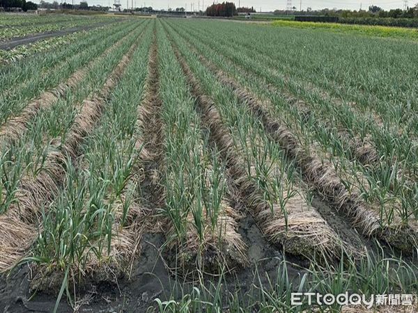 ▲屏東縣政府籲農友防範寒害             。（圖／記者陳崑福翻攝）