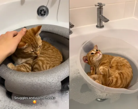 貓咪愛搭船。（圖／翻攝自Tiktok@peachandpablo）