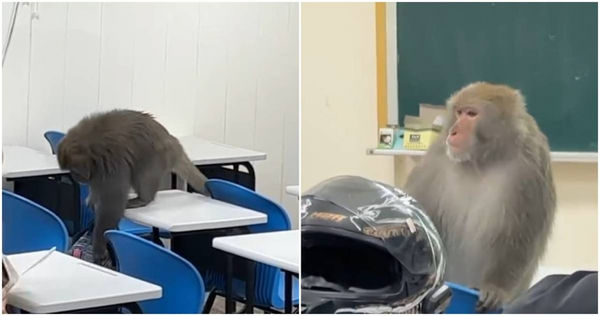 獼猴闖入中山大學教室。（圖／threads@kying0409提供，下同）