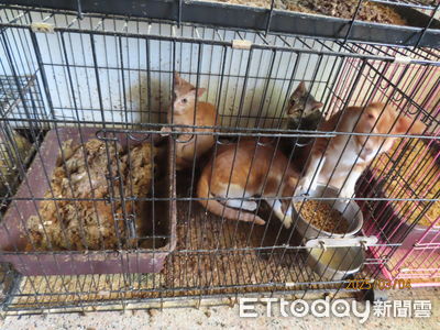變態男頻虐貓犬被列黑名單！躲南投又養34貓　家畜所緊急救出