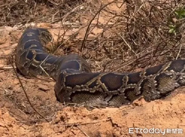 ▲超粗緬甸蟒「現身金門」　土堆曬太陽一動不動超Chill。（圖／臉書金門部落提供，請勿隨意翻拍，以免侵權。）