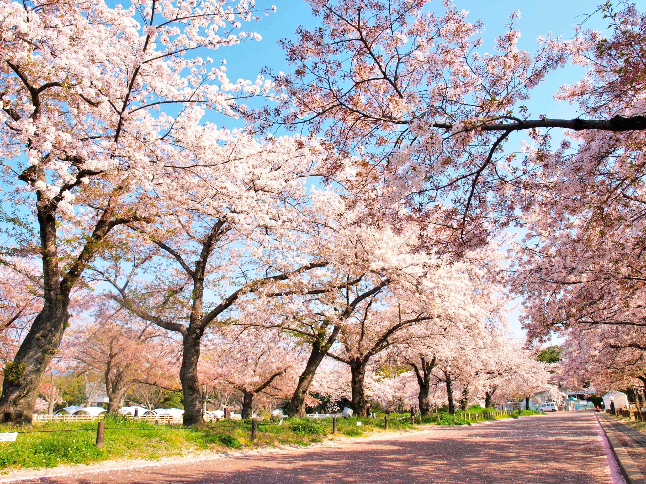 ▲▼大阪萬博公園櫻花。（圖／EXPO観覧車合同会社提供）
