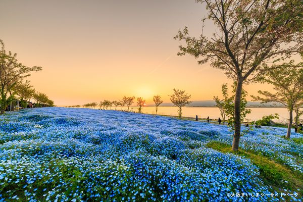 ▲▼大阪舞洲海濱公園粉蝶花。（圖／株式会社ピーエスジェイコーポレーション提供）
