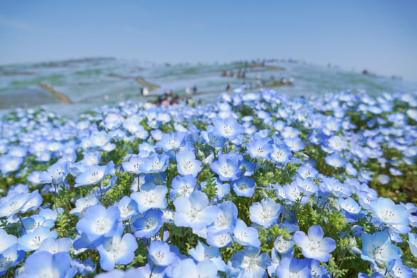 ▲▼國營常陸海濱公園粉蝶花。（圖／一般財団法人公園財団Parks Japan.F提供）