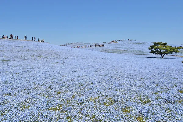 ▲▼國營常陸海濱公園粉蝶花。（圖／一般財団法人公園財団Parks Japan.F提供）