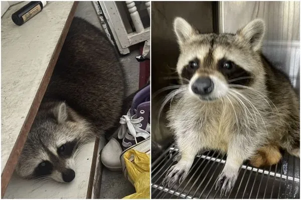 浣熊躲藏入鞋櫃被誤認是像狐狸；浣熊原產地美洲是一種調皮又破壞力超強的動物。（新北動保處提供）