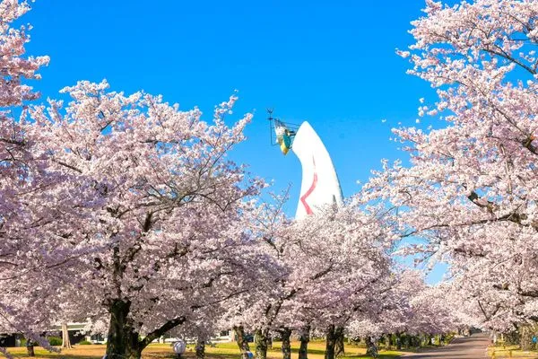 ▲▼大阪萬博公園櫻花。（圖／EXPO観覧車合同会社提供）