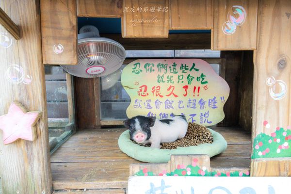 ▲▼漫步燈海星空下！南投超浪漫景觀餐廳　動物零距離互動＋無敵夜景。（圖／黑皮的旅遊筆記授權提供）
