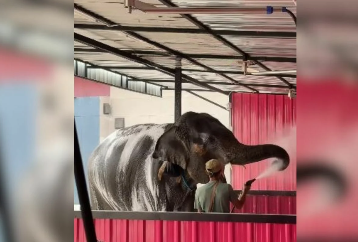 ▲▼大象跑到洗車廠洗澡！做SPA超萌畫面曝。（圖／翻攝自Facebook／Chakkrit Chamnongplee ）