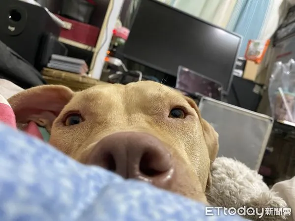 ▲曾攻擊男童被沒入的比特犬索爾現況。（圖／索爸提供）