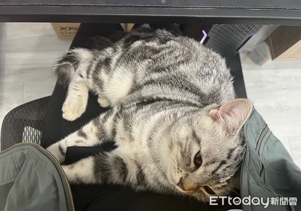 ▲小美短用全身「抗拒親親」　軟萌奶音抗議奴才更興奮。（圖／Threads@john_241002提供，請勿隨意翻拍，以免侵權。）