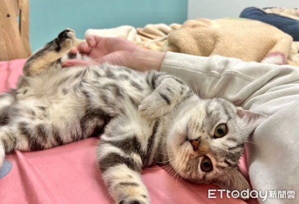 ▲小美短用全身「抗拒親親」　軟萌奶音抗議奴才更興奮。（圖／Threads@john_241002提供，請勿隨意翻拍，以免侵權。）