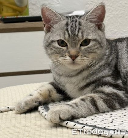 ▲小美短用全身「抗拒親親」　軟萌奶音抗議奴才更興奮。（圖／Threads@john_241002提供，請勿隨意翻拍，以免侵權。）