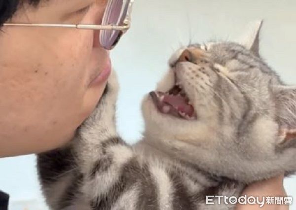 ▲小美短用全身「抗拒親親」　軟萌奶音抗議奴才更興奮。（圖／Threads@john_241002提供，請勿隨意翻拍，以免侵權。）