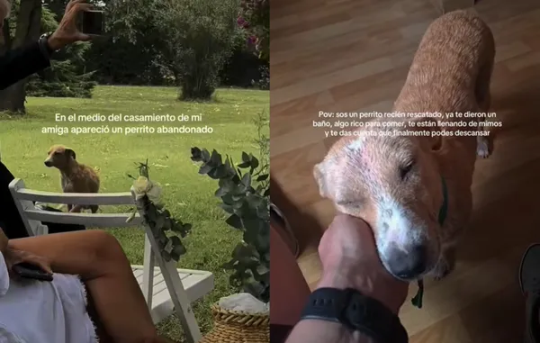 生病狗狗闖婚禮「新人賓客全是獸醫」暖收編　網讚：找到幸福了。（圖／翻攝自TikTok／can.epa）