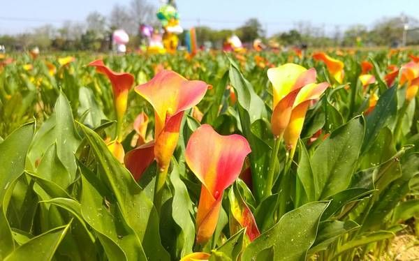 ▲2025桃園彩芋季329登場