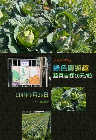 ▲桃園農友開放高麗菜自採　