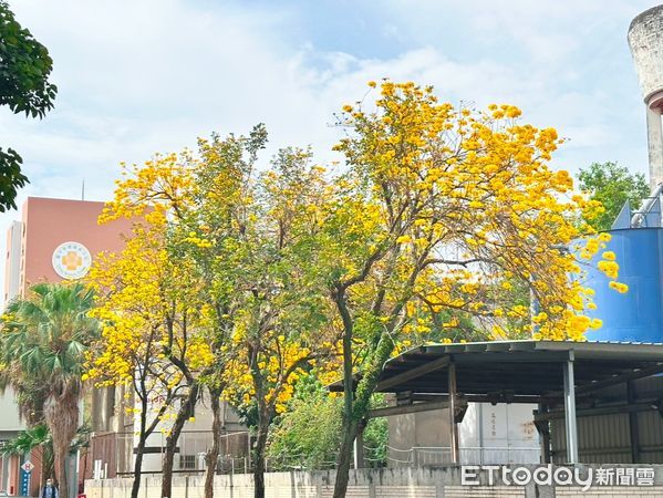 ▲▼    嘉義榮院內黃花風鈴木綻放醫護與鄉親共享大自然療癒力 。（圖／嘉義榮民醫院提供）