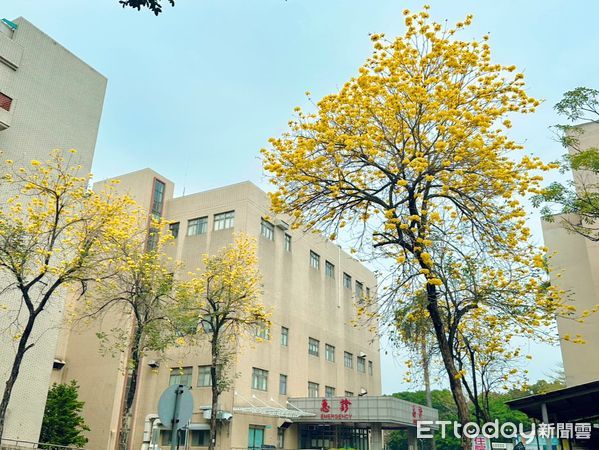 ▲▼    嘉義榮院內黃花風鈴木綻放醫護與鄉親共享大自然療癒力 。（圖／嘉義榮民醫院提供）