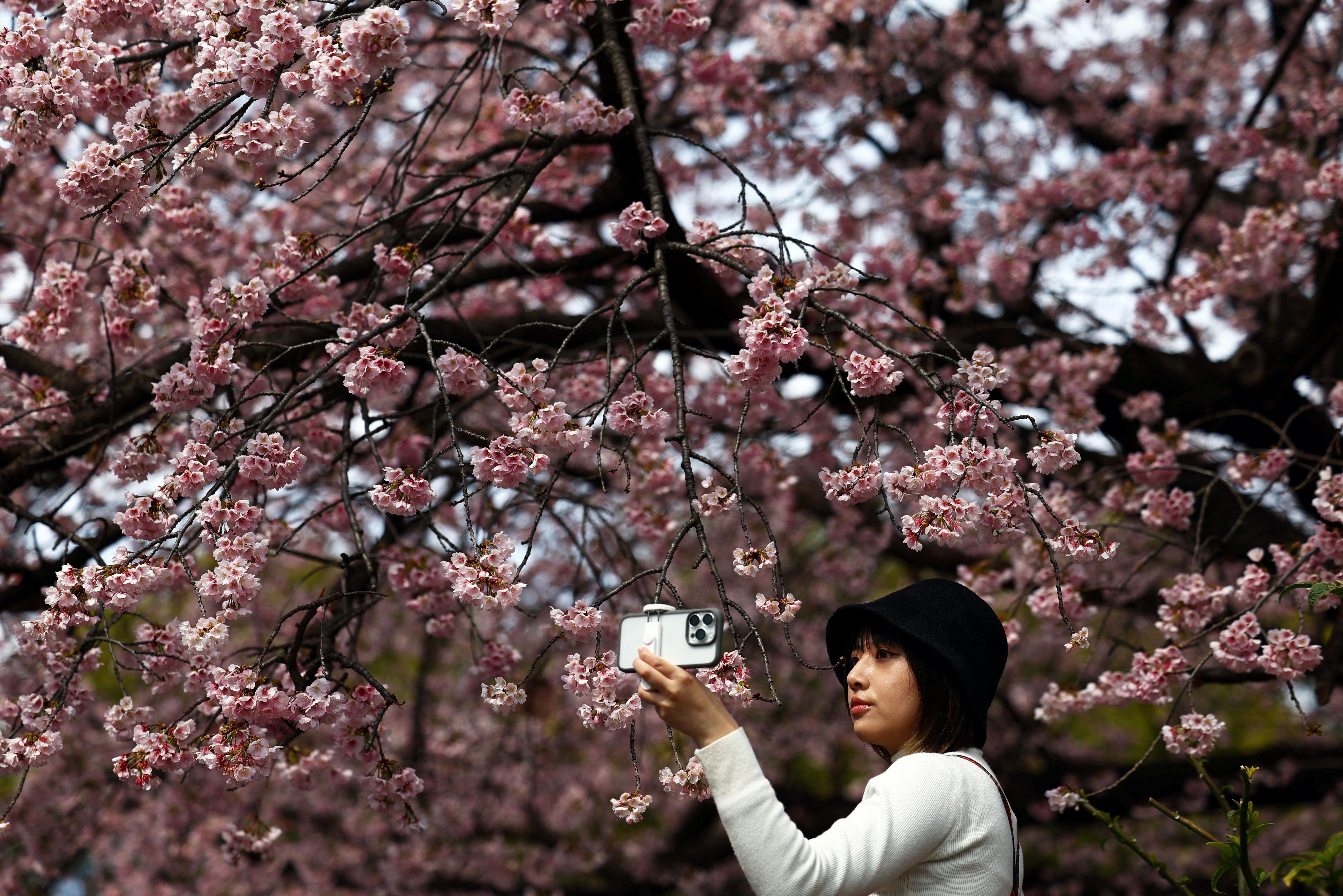 ▲▼日本東京都上野公園櫻花今年早開。（圖／路透）