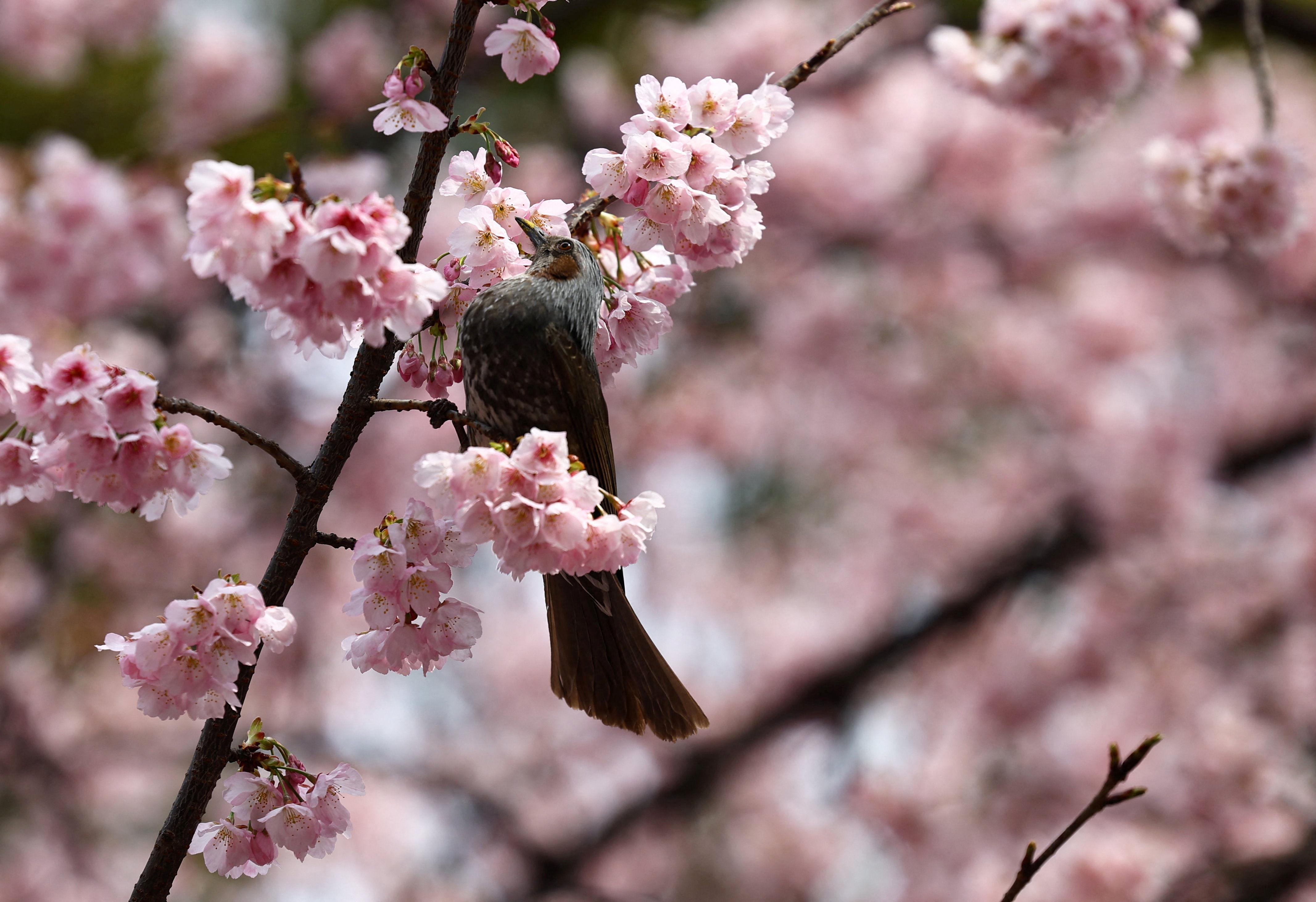 ▲▼日本東京都上野公園櫻花今年早開。（圖／路透）