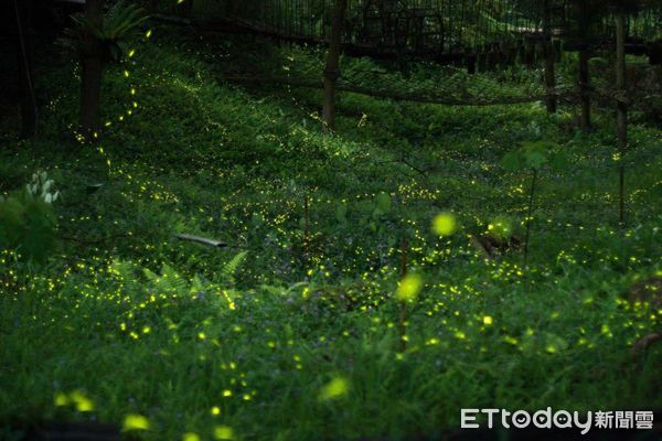 ▲螢火蟲季。（圖／記者游瓊華翻攝）