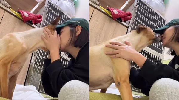 ▲愛犬罹胃癌「米可白吞淚安置3問題」　醫：一般飼主需2周才能決定。（圖／翻攝自米可白IG）