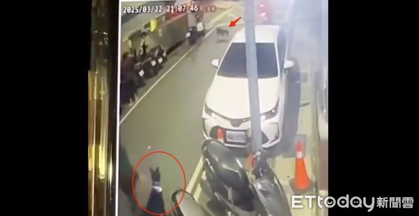 ▲▼黃男的米克斯犬（箭頭）衝向包女的黑狗（紅圈），對黑狗展開攻擊撕咬，造成黑狗右胸開放傷口輕微氣胸，包女左小腿被咬傷留下3個流血齒洞             。（圖／記者陳以昇翻攝）