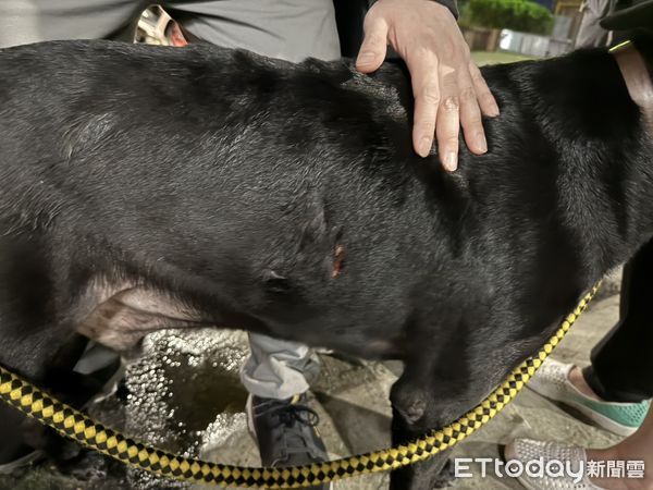 ▲▼黃男的米克斯犬（箭頭）衝向包女的黑狗（紅圈），對黑狗展開攻擊撕咬，造成黑狗右胸開放傷口輕微氣胸，包女左小腿被咬傷留下3個流血齒洞             。（圖／記者陳以昇翻攝）