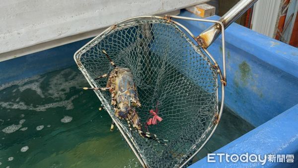 ▲台南某直播水產業者於促銷活動中設置爭議性轉盤遊戲，要求消費者額外消費否則公開個資並張貼負面標籤一事，台灣消費者保護協會嚴正指出，業者此舉可能已涉嫌違法，呼籲業者應立即停止不當行為。（圖／記者林東良翻攝，下同）