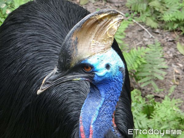 動物園僅存食火雞東施離世，棕熊小喬癌症轉移。（圖／台北市立動物園提供）