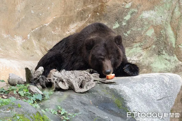 動物園僅存食火雞東施離世，棕熊小喬癌症轉移。（圖／台北市立動物園提供）