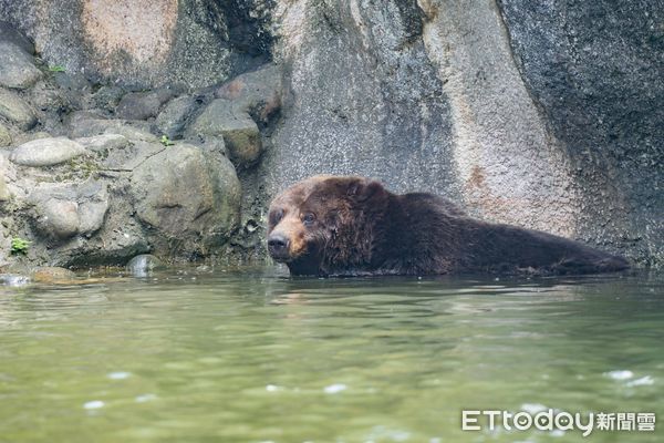 台北市立動物園僅存食火雞「東施」離世　棕熊癌症惡化需集氣