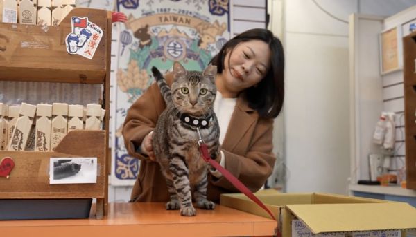 ▲▼被山豬吊扯斷前腿！流浪貓變身「鐵雄店長」。（圖／臺灣動物緊急救援推廣協會提供）