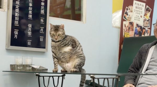 ▲▼被山豬吊扯斷前腿！流浪貓變身「鐵雄店長」。（圖／臺灣動物緊急救援推廣協會提供）