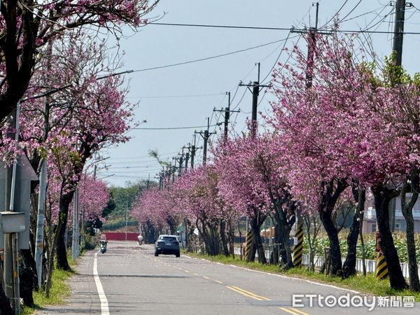▲雲林土庫鎮公所今日召開「櫻映土庫憶舊時光」2025土庫櫻花季暨農民節活動宣傳記者會。（圖／記者游瓊華翻攝）