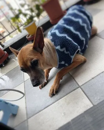 ▲毛孩錢錢罹癌「睡一半突衝陽台」獨自待著…　原因讓米可白超心疼。（圖／翻攝自米可白IG）