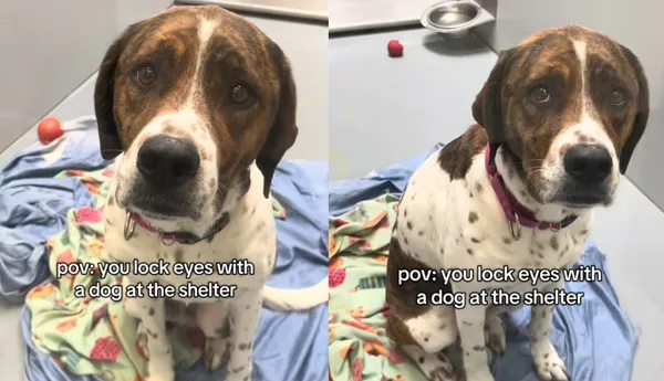 關收容所1個月！員工發現狗狗「眼神超悲傷」　不捨：快來收養牠。（圖／翻攝自TikTok／semopets）