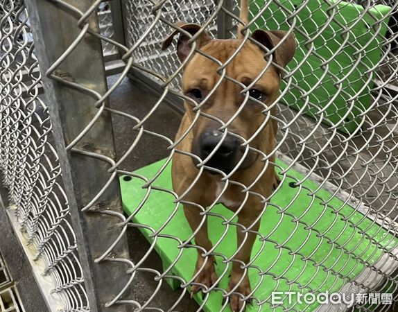 ▲民眾飼養比特犬如未依規定管理，將依動物保護法開罰並沒入犬隻。（圖／記者楊漢聲翻攝）