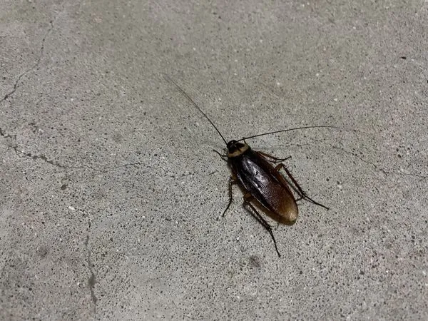 昆蟲系教授黃紹毅指出，保持居家環境整潔、乾燥，善用凝膠餌劑可有效杜絕蟑螂在家中出沒。（示意圖，photoAC）