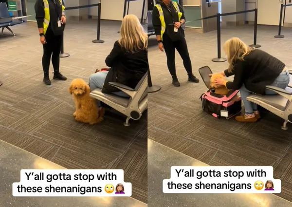 女為了登機硬把寵物犬「折進超小寵物籠」　網怒：狗狗完全不能動。（圖／翻攝自TikTok）