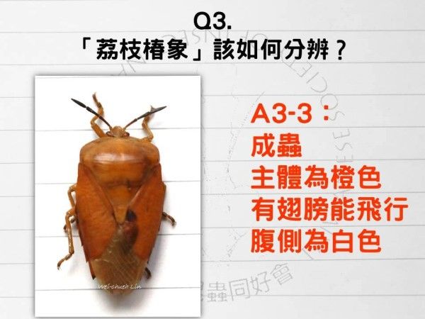 ▲（圖／翻攝自Facebook／臺灣昆蟲同好會 Taiwanese Society of Insect Natural History）