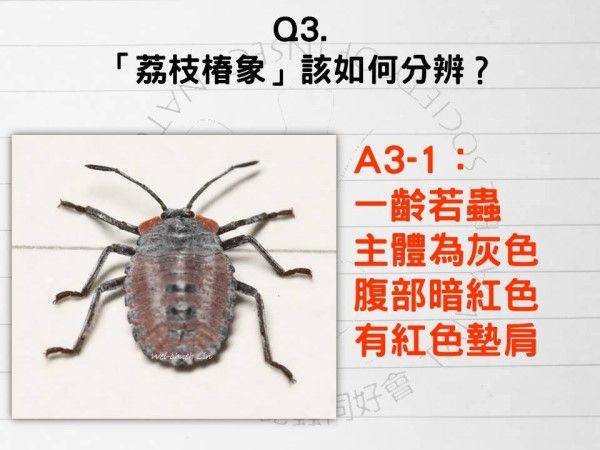 ▲（圖／翻攝自Facebook／臺灣昆蟲同好會 Taiwanese Society of Insect Natural History）