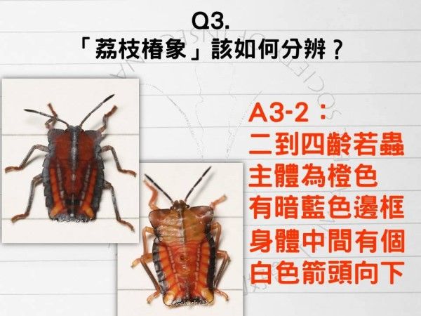 ▲（圖／翻攝自Facebook／臺灣昆蟲同好會 Taiwanese Society of Insect Natural History）