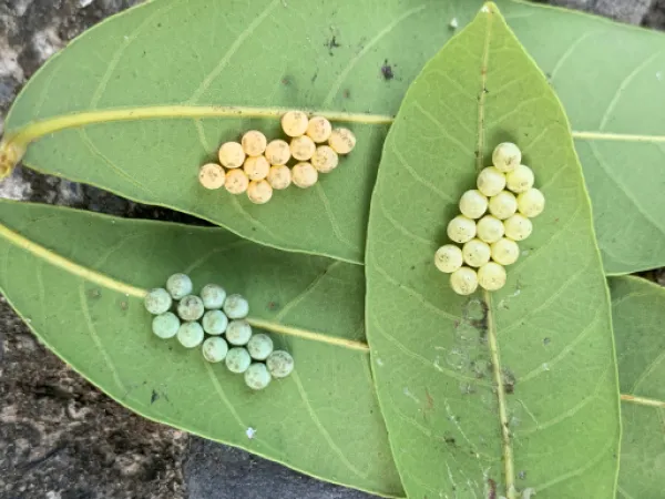 ▲（圖／翻攝自高雄市政府農業局全球資訊網）