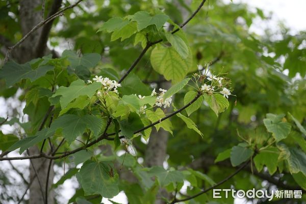 ▲▼花蓮市公所自4月11日起規劃兩梯次「定定仔行-來尞桐花」小旅行。（圖／花蓮市公所提供，下同）