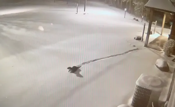 最萌通緝犯！水獺結伴逃出動物園　「雪地瘋狂滑行」開趴畫面曝。（圖／翻攝自Facebook／NEW Zoo & Adventure Park）