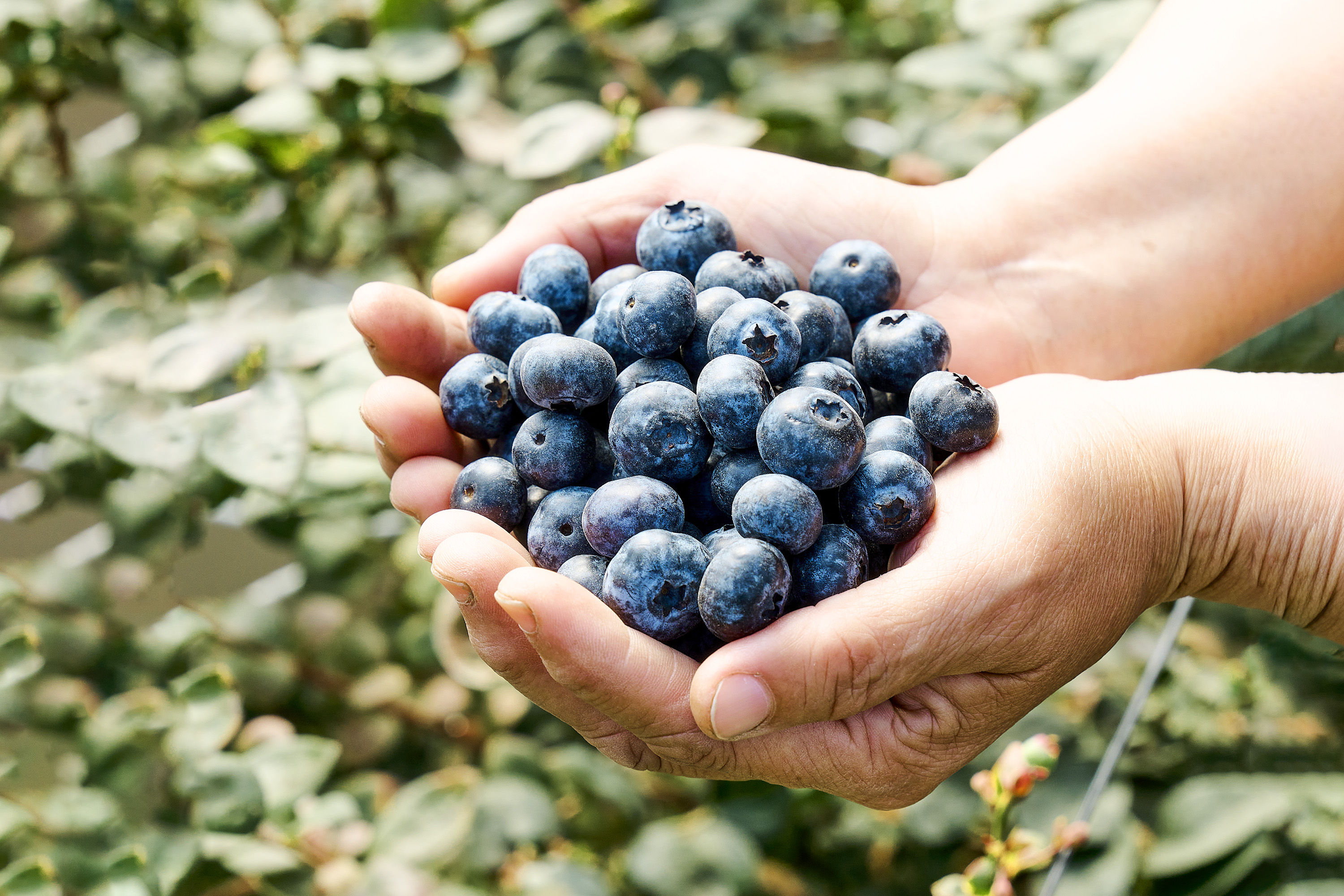 ▲▼山丘藍,台灣,藍莓。（圖／山丘藍提供）